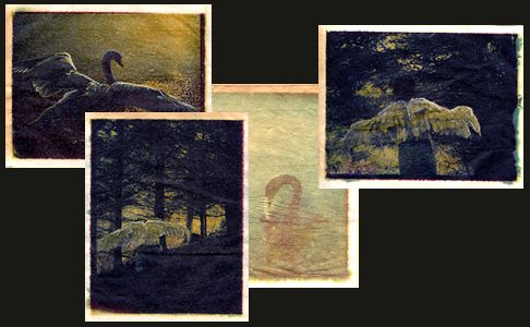 swans